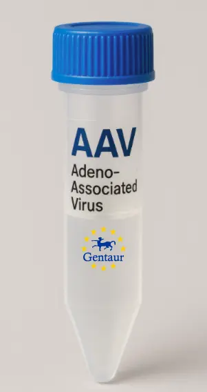 B4GALT4 AAV Vector (Mouse) (CMV)