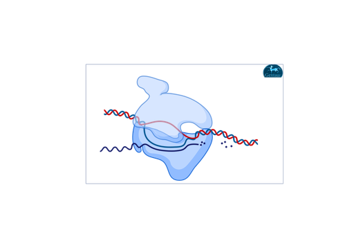 [MBT070-​1000U] Hi-Temp DNA Polymerase