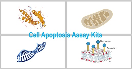 [KS-CELL-307] Annexin V – Cyanine5/ 7-AAD Apoptosis Assay Kit